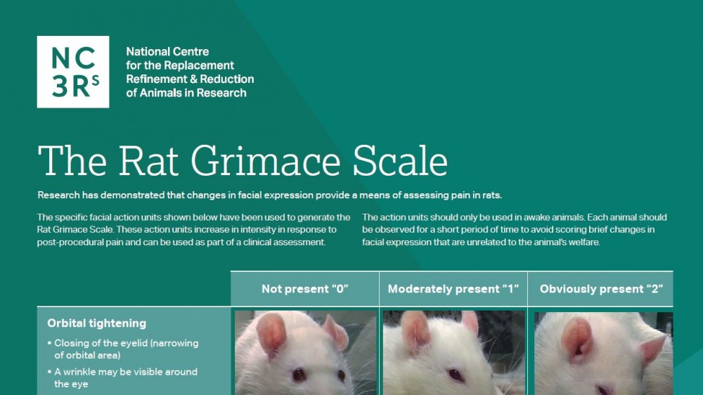 Grimace scales | NC3Rs